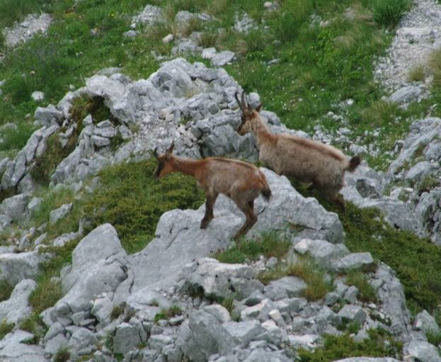 Camoscio d''Abruzzo Rupicapra pyrenaica ornata